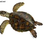 Cute:vaydikmqz1a= Turtle