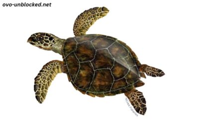 Cute:vaydikmqz1a= Turtle