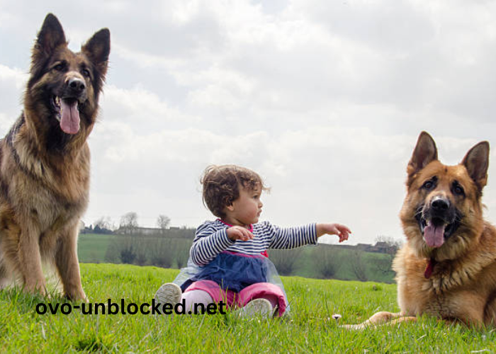 Baby4ljisyvvgyo= German Shepherd