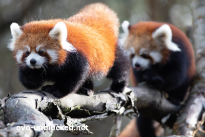 Baby5b9rxgeycnu= Red Panda