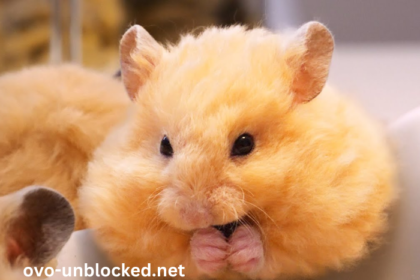 Baby68txsen_yyk= Hamster