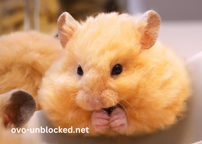 Baby68txsen_yyk= Hamster