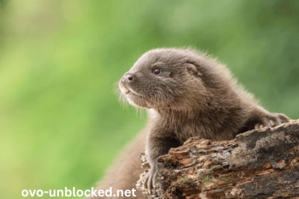 Baby_Gvppdnshwc= Otter