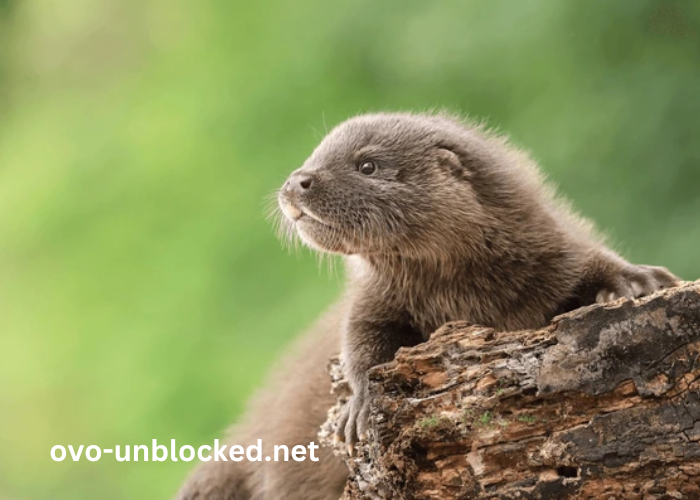 Baby_Gvppdnshwc= Otter