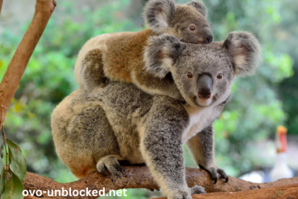 Baby1nnnuifv0cu= Koalas