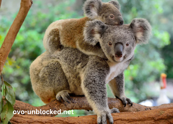 Baby1nnnuifv0cu= Koalas