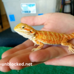 Baby9s0-91su2ay= Bearded Dragon