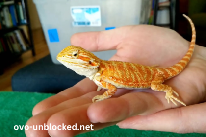 Baby9s0-91su2ay= Bearded Dragon