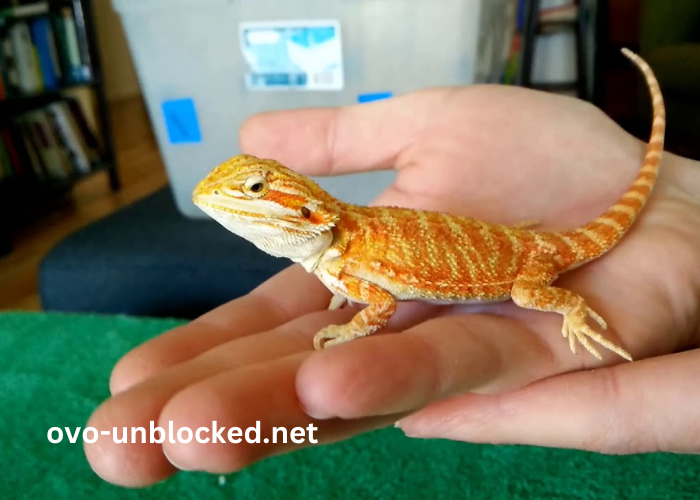 Baby9s0-91su2ay= Bearded Dragon