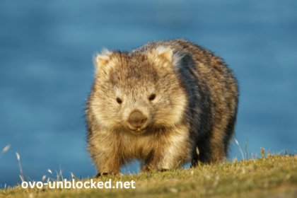 baby:02elx4hzhve= wombat