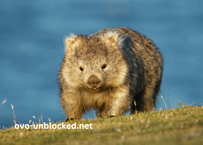 baby:02elx4hzhve= wombat